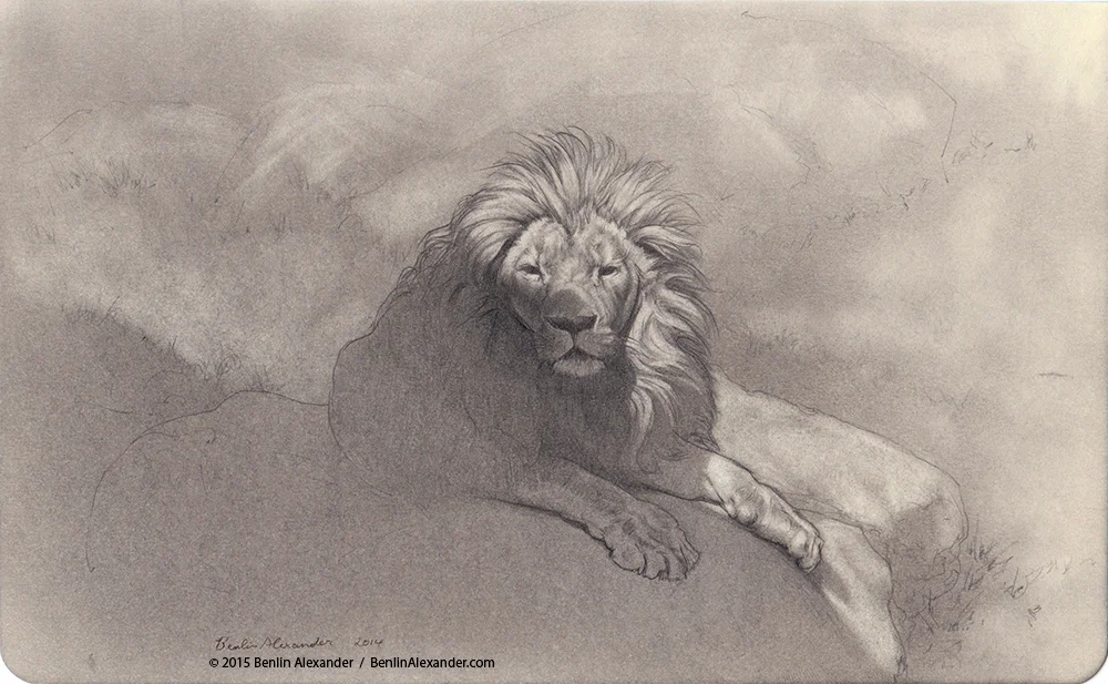 Lions — Benlin Alexander Illustration